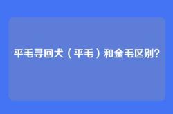 平毛寻回犬（平毛）和金毛区别？
