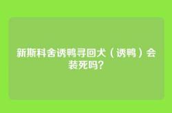 新斯科舍诱鸭寻回犬（诱鸭）会装死吗？