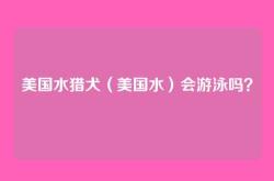 美国水猎犬（美国水）会游泳吗？