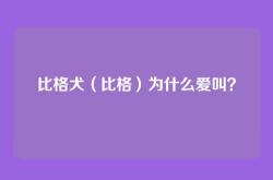 比格犬（比格）为什么爱叫？