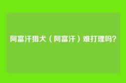 阿富汗猎犬（阿富汗）难打理吗？