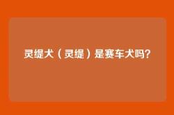 灵缇犬（灵缇）是赛车犬吗？