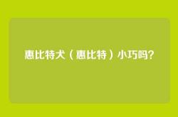 惠比特犬（惠比特）小巧吗？