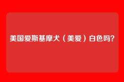 美国爱斯基摩犬（美爱）白色吗？