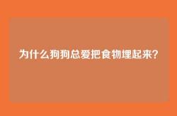 为什么狗狗总爱把食物埋起来？