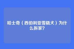 哈士奇（西伯利亚雪橇犬）为什么拆家？