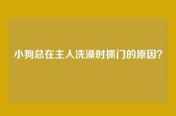 小狗总在主人洗澡时抓门的原因？