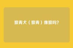 狼青犬（狼青）像狼吗？