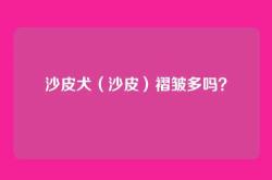 沙皮犬（沙皮）褶皱多吗？