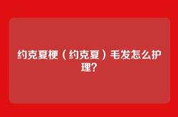 约克夏梗（约克夏）毛发怎么护理？