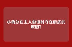 小狗总在主人做饭时守在厨房的原因？