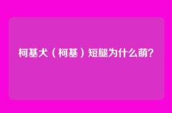 柯基犬（柯基）短腿为什么萌？