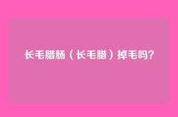 长毛腊肠（长毛腊）掉毛吗？