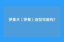 罗秦犬（罗秦）造型可爱吗？