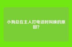 小狗总在主人打电话时叫唤的原因？