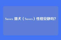 Sussex 猎犬（Sussex）性格安静吗？
