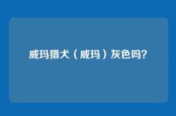 威玛猎犬（威玛）灰色吗？