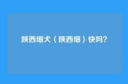 陕西细犬（陕西细）快吗？