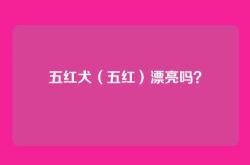 五红犬（五红）漂亮吗？