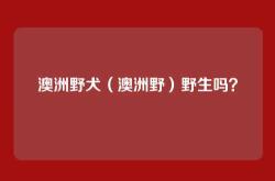 澳洲野犬（澳洲野）野生吗？