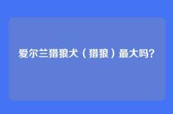 爱尔兰猎狼犬（猎狼）最大吗？