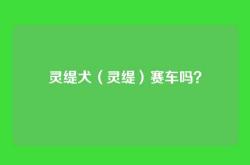 灵缇犬（灵缇）赛车吗？