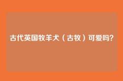 古代英国牧羊犬（古牧）可爱吗？