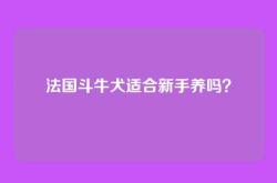 法国斗牛犬适合新手养吗？