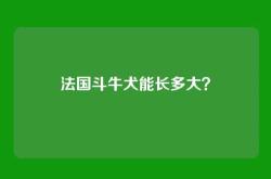 法国斗牛犬能长多大？