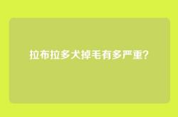 拉布拉多犬掉毛有多严重？