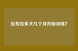 拉布拉多犬几个月开始训练？