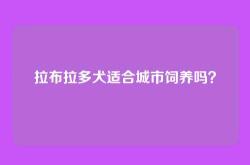 拉布拉多犬适合城市饲养吗？
