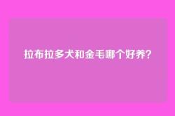 拉布拉多犬和金毛哪个好养？