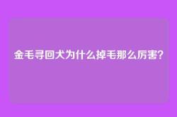金毛寻回犬为什么掉毛那么厉害？