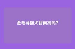 金毛寻回犬智商高吗？