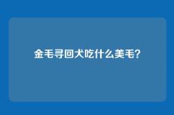 金毛寻回犬吃什么美毛？