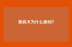 贵宾犬为什么爱叫？