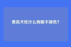 贵宾犬吃什么狗粮不掉色？