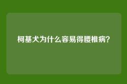 柯基犬为什么容易得腰椎病？