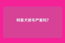 柯基犬掉毛严重吗？
