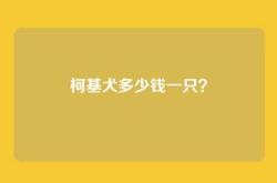 柯基犬多少钱一只？