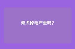 柴犬掉毛严重吗？