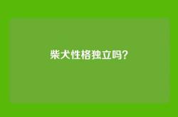 柴犬性格独立吗？