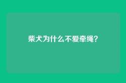 柴犬为什么不爱牵绳？