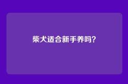 柴犬适合新手养吗？