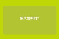 柴犬爱叫吗？