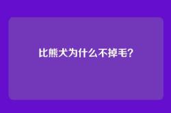 比熊犬为什么不掉毛？