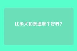 比熊犬和泰迪哪个好养？