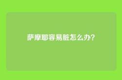 萨摩耶容易脏怎么办？