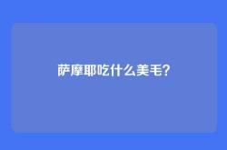 萨摩耶吃什么美毛？